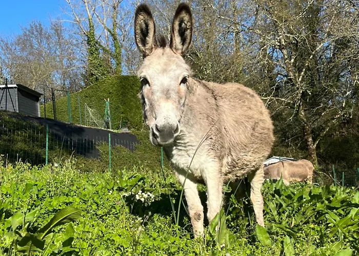 Tatil Evi Buff-o-t'iu - 3 *